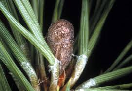 Attēlu rezultāti vaicājumam “Diprion pini male”