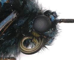 Attēlu rezultāti vaicājumam “Zygaena lonicerae larva”