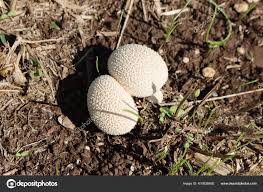 Attēlu rezultāti vaicājumam “Calvatia utriformis”