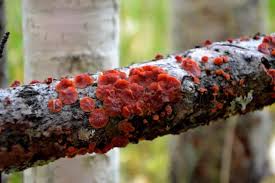 Attēlu rezultāti vaicājumam “Cytidia salicina”