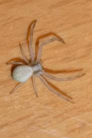 Attēlu rezultāti vaicājumam “Misumena vatia”