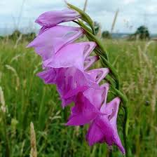 Attēlu rezultāti vaicājumam “Gladiolus imbricatus flower”