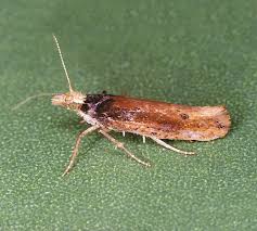 Attēlu rezultāti vaicājumam “Ypsolopha parenthesella”