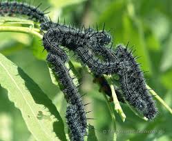 Attēlu rezultāti vaicājumam “Nymphalis xanthomelas larva”