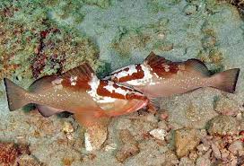 Image result for Epinephelus andersoni