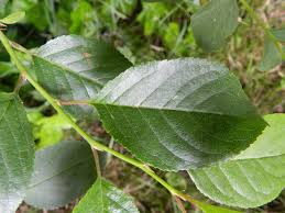 Attēlu rezultāti vaicājumam “Cerasus leaf”