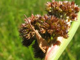 Attēlu rezultāti vaicājumam “Juncus conglomeratus”