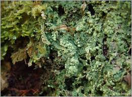 Attēlu rezultāti vaicājumam “Trapeliopsis flexuosa”