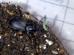 Attēlu rezultāti vaicājumam “Pterostichus melanarius”