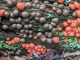 Attēlu rezultāti vaicājumam “Hemitrichia decipiens spores”