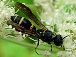 Attēlu rezultāti vaicājumam “Symmorphus sp.”