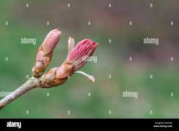 Attēlu rezultāti vaicājumam “Aesculus x neglecta flower”