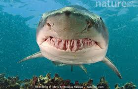 Image result for Carcharias taurus