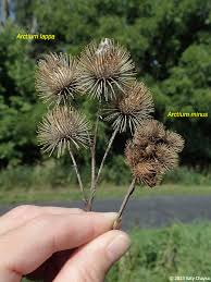 Attēlu rezultāti vaicājumam “Arctium lappa”