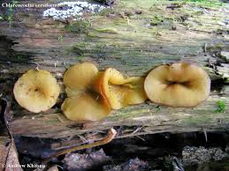 Attēlu rezultāti vaicājumam “Chlorencoelia versiformis”