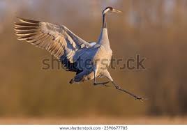 Attēlu rezultāti vaicājumam “Grus grus”