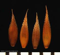 Attēlu rezultāti vaicājumam “Cynosurus cristatus flower”