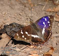 Attēlu rezultāti vaicājumam “Apatura iris”