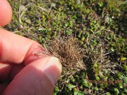 Attēlu rezultāti vaicājumam “Juncus bufonius fruit”