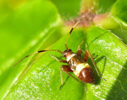 Attēlu rezultāti vaicājumam “Closterotomus biclavatus imago”