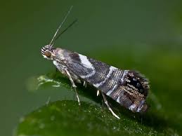 Attēlu rezultāti vaicājumam “Glyphipterigidae”