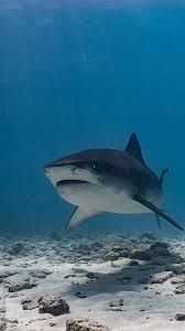 Image result for Galeocerdo cuvier