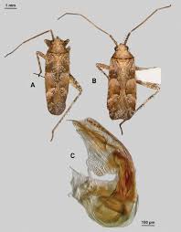 Attēlu rezultāti vaicājumam “Phytocoris sp.”
