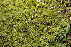 Attēlu rezultāti vaicājumam “Grimmia muehlenbeckii”