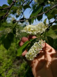 Attēlu rezultāti vaicājumam “Prunus serotina flower”