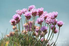 Attēlu rezultāti vaicājumam “Armeria vulgaris leaf”