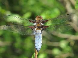 Attēlu rezultāti vaicājumam “Libellula depressa”