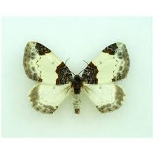 Attēlu rezultāti vaicājumam “Mesoleuca albicillata”