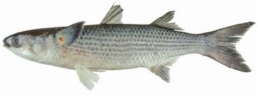 Image result for Mugil