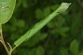 Attēlu rezultāti vaicājumam “Eudemis porphyrana”