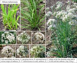 Image result for Allium tuberosum