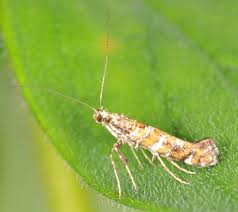 Attēlu rezultāti vaicājumam “Gracillaria syringella”