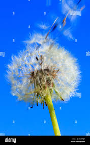 Attēlu rezultāti vaicājumam “Taraxacum officinale aggr. fruit”