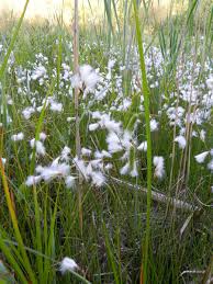 Attēlu rezultāti vaicājumam “Eriophorum gracile”