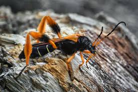 Attēlu rezultāti vaicājumam “Leptura annularis”