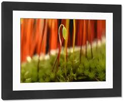 Attēlu rezultāti vaicājumam “Amblystegium serpens macro”