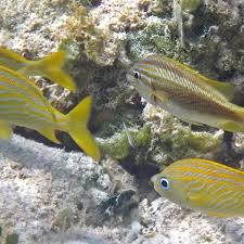 Image result for Haemulon plumierii