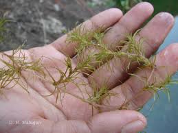 Attēlu rezultāti vaicājumam “Najas minor”