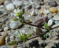 Attēlu rezultāti vaicājumam “Cerastium holosteoides leaf”