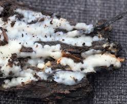 Attēlu rezultāti vaicājumam “Postia sericeomollis”