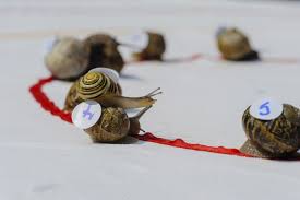 Image result for World Snail Racing Championships