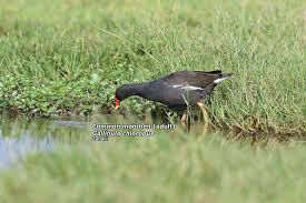 Attēlu rezultāti vaicājumam “Gallinula chloropus adult”