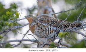 Attēlu rezultāti vaicājumam “Tetrao urogallus female”