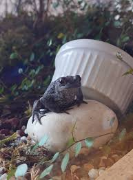 Attēlu rezultāti vaicājumam “Bufo bufo juvenile”
