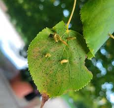 Attēlu rezultāti vaicājumam “Eriophyes tiliae”