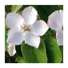 Attēlu rezultāti vaicājumam “Cydonia oblonga flower”